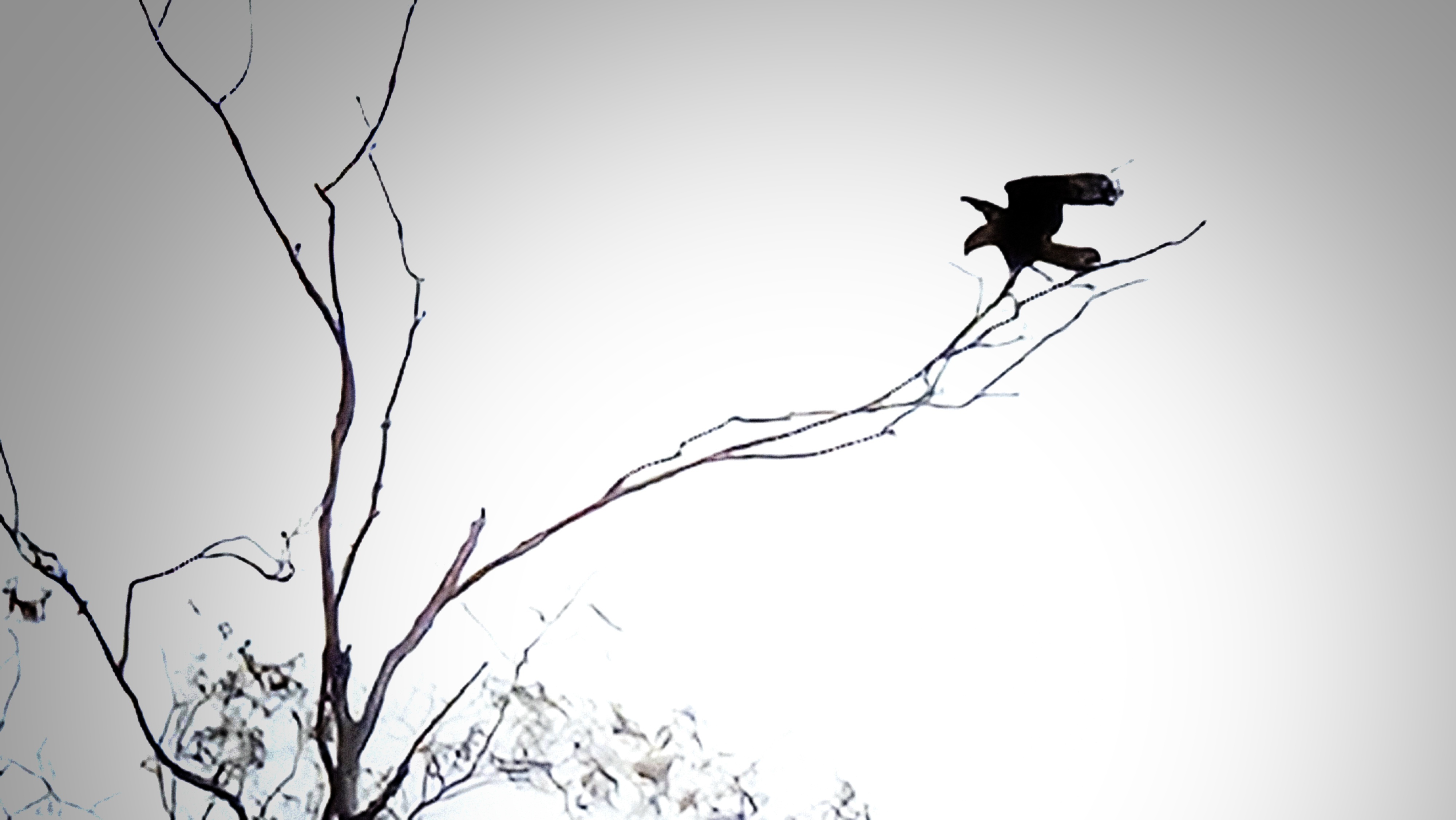 Ave carcará pousando em uma árvore com galhos secos.